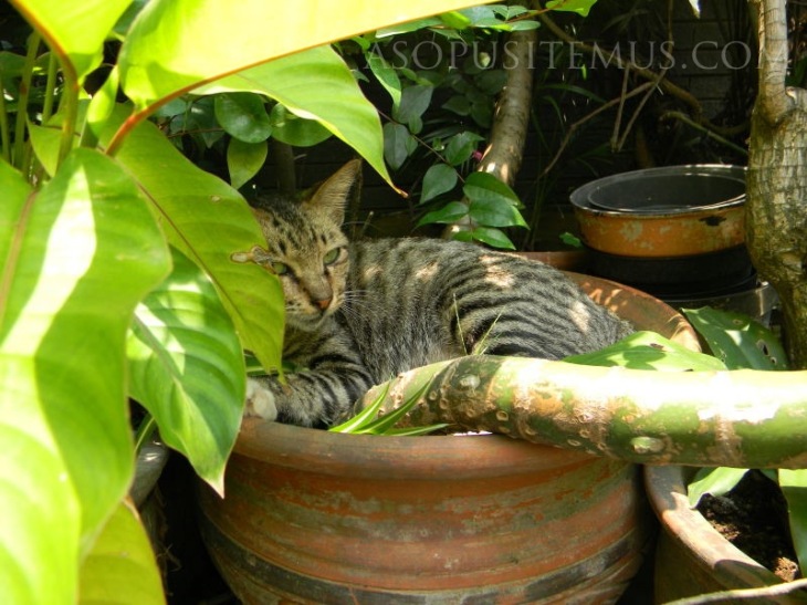 Kucing bersembunyi di balik tanaman