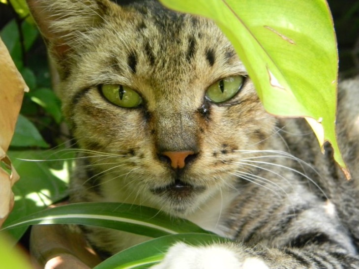 Kucing bersembunyi di balik tanaman